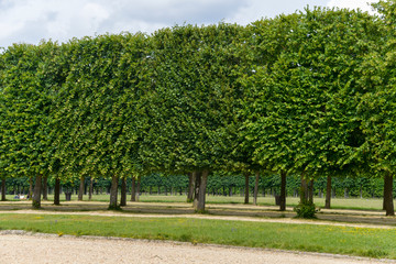 Tilleul à grandes feuilles, Tilia platyphyllos, Château de Saint Germain en Laye, 78, Yvelines