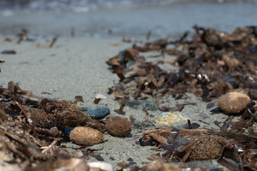 Posidonia seaweed, endemic to the Mediterranean, and indicator of a healthy environment