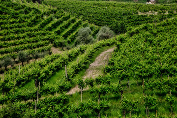Vineyards on the slopes of the hills in Valdobbiadene.