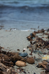 Posidonia seaweed, endemic to the Mediterranean, and indicator of a healthy environment