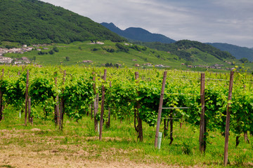 Fototapeta na wymiar Vineyards on the slopes of the hills in Valdobbiadene.