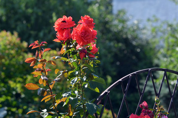 Beautiful rose flower in garden.