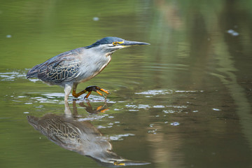 Green backed heron wadding with reflection in Kruger National park, South Africa ; Specie Butorides striata family of Ardeidae