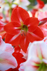 Colorful white mixed red Amaryllis flower are blooming in the outdoor garden for valentine's day, So beautiful.