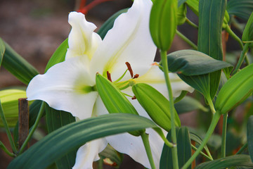 White Lilly flower are bud and blooming in the outdoor garden so very beautiful, for someone special at valentine's day. It's mean "Pure Love".