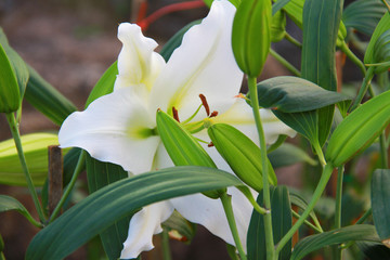 White Lilly flower are bud and blooming in the outdoor garden so very beautiful, for someone special at valentine's day. It's mean 