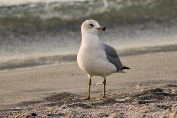 A seagull is watching