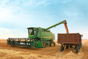 Combine harvester in wheat field
