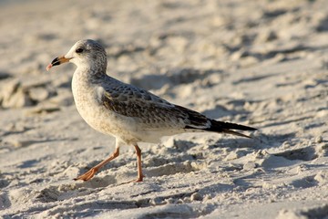 a seagull catched something
