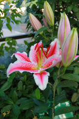 Pink mix red Lilly flower are blooming and bud in the outdoor garden so very beautiful, for someone special at valentine's day. It's mean "Sweet and True Love".
