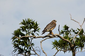 buzzard at the Everglades