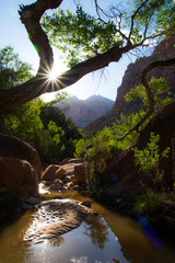 Reflection of sunburst and cottonwood trees in Zion National Park