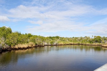 Fototapeta premium mangroves at Everglades