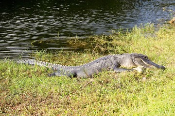 alligator chilling in the sun