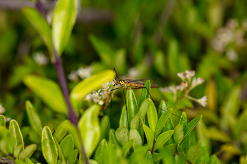 picture of mosquito from very close