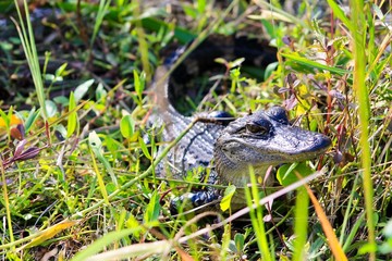 little alligator in sun