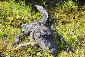 alligator uses a stone pillow for sunbathing