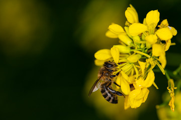 bee is sitting on a yellow flower