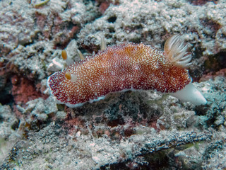 A close up of a Goniobranchus reticulatus nudibranch