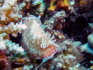 A close up of a Goniobranchus reticulatus nudibranch