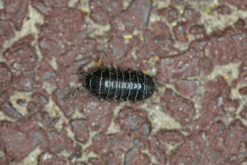 Glomeris Guttata