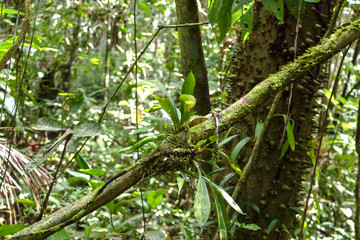 Blurred background with authentic rainforest, jungle of Amazon River basin in South America