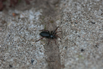 black spider walking on the stone road