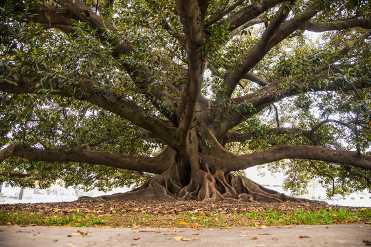  Ficus Gomero in park at Plaza Lavalle , Buenos Aires, Argentina.