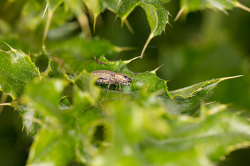 big insect on a green leaf