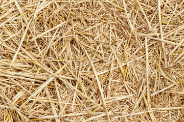 Straw thatch of grains, wheat, corn, cereals on the field after harvesting closeup agriculture farming rural economy agronomy