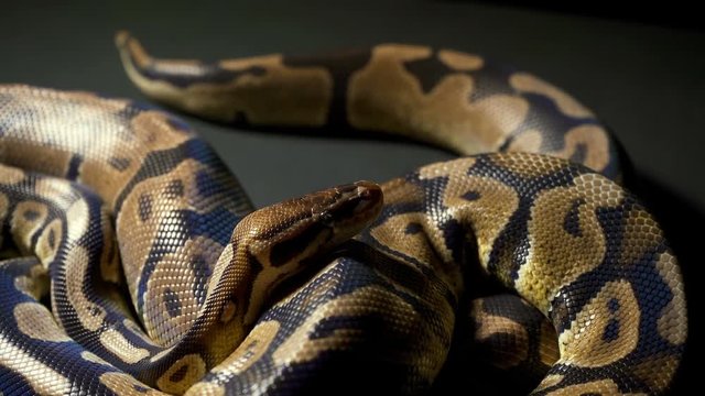 Footage of royal ball python on black table