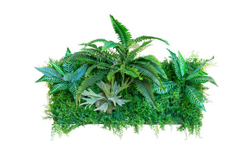 Nature leaves green of fern background, clipping path included.