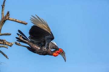 Southern Ground Hornbill flying isolated in blue sky in Kruger National park, South Africa ; Specie Bucorvus leadbeateri family of Bucerotidae