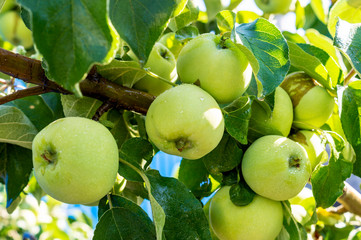 Abundant harvest of green apples with drops of water after rain on apple tree branch. A green apple ripens on an apple tree branch. Concept of nature, organic food and gardening