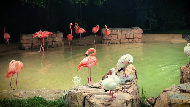 flamingos and other birds in a park