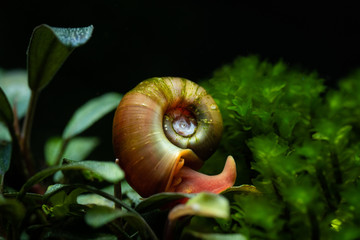 Ramshorn snail with bright shell climbing down bucephalandra aquatic plant in freshwater aquarium