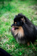 German Spitz in the grass