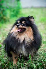 German Spitz in the grass