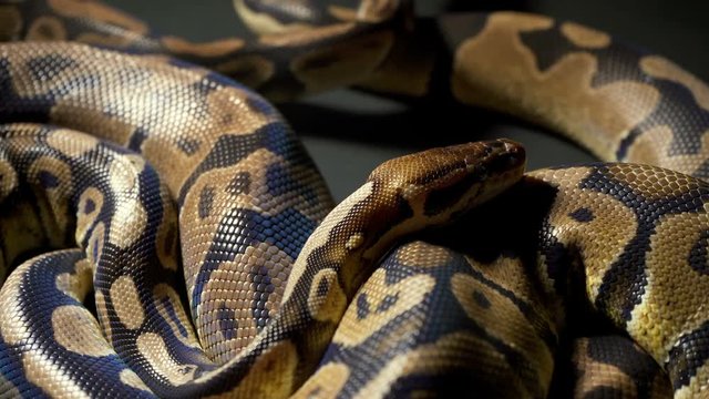 Video of yawning royal python