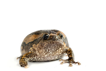 turtle isolated on white background