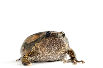 Bullfrog (Kaloula pulchra) isolated on white background.