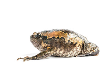 Bullfrog (Kaloula pulchra) isolated on white background.