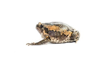 Bullfrog (Kaloula pulchra) isolated on white background.