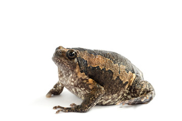Bullfrog (Kaloula pulchra) isolated on white background.