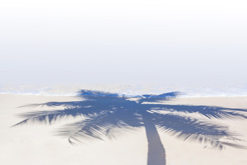 Reflets de cocotier sur plage  © Unclesam