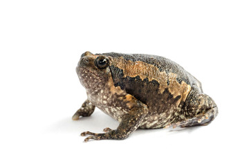 toad isolated on white background