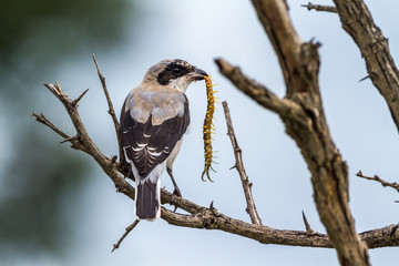 Lesser Grey Shrike in Kruger National park, South Africa ; Specie Lanius minor family of Laniidae