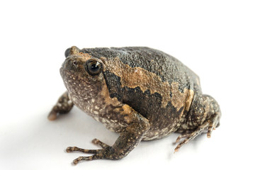 Bullfrog (Kaloula pulchra) isolated on white background.