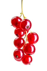 Red currant isolated on white background. Sprig of red currant berries