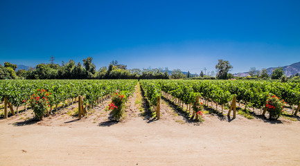 Fields of vineyards in winery Vina Undurraga in Talagante,  Chile. - 276855733